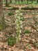 Hlízovec Loeselův(Liparis loeselii)